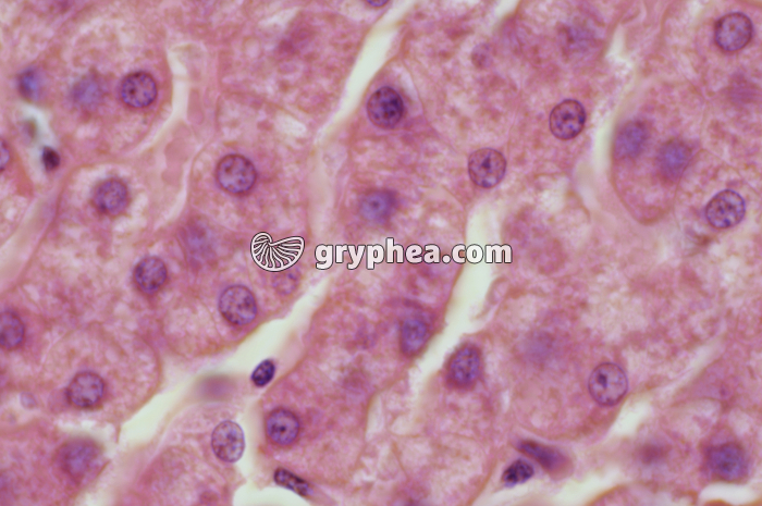 Foie x400 - gryphea.org